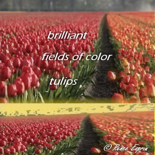 Tulip Harvest